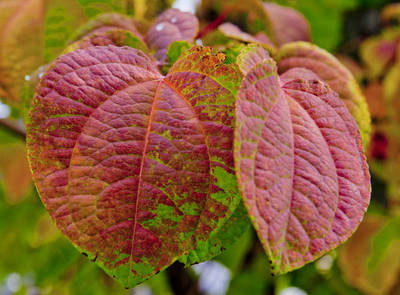 CERCIDIPHYLLUM JAPONICUM